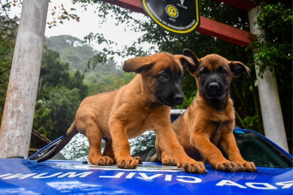 Instagram para canis e negócios pet